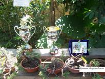 Trofeo Bonsai